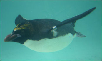 20120520-penguins Eudyptes_chrysolophus_swimmin.jpg